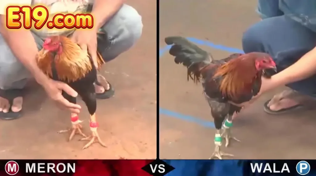 แทงไก่ชนฝั่ง Meron และ Wala บน E19